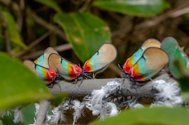 Schmetterlinge auf Ast