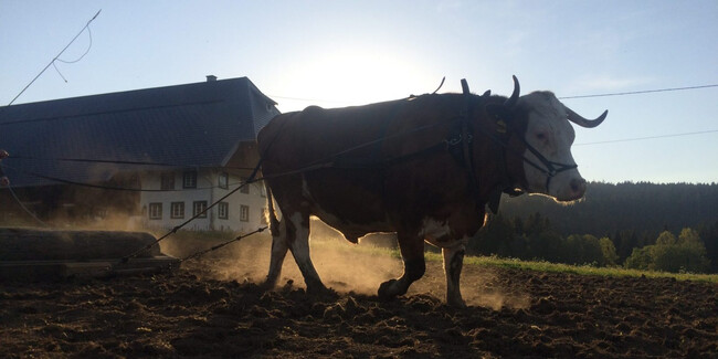 Landwirtschaft