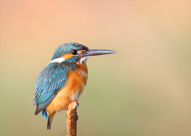 Eisvogel